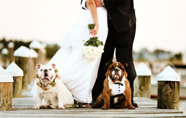 Wedding-pets-dogs