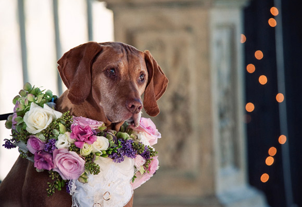 Wedding-pets-dogs