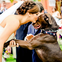Dogs-pets-wedding